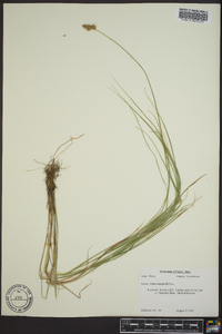 Carex crawfordii image