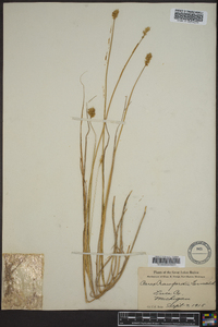 Carex crawfordii image