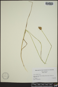 Carex crawfordii image