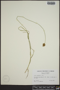 Carex crawfordii image