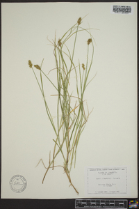 Carex crawfordii image