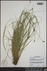 Carex crawfordii image