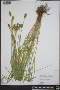 Carex crawfordii image