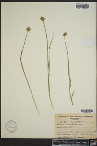 Carex crawfordii image