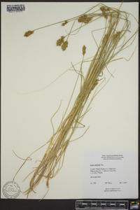 Carex crawfordii image