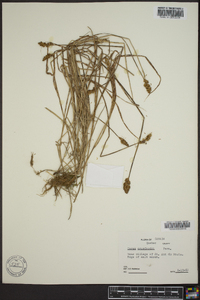 Carex crawfordii image