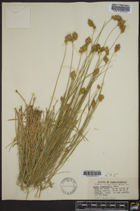 Carex crawfordii image