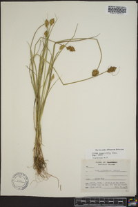 Carex crawfordii image