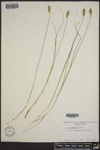 Carex crawfordii image