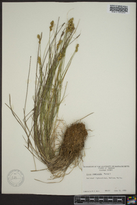 Carex crawfordii image