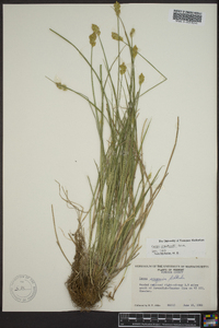 Carex crawfordii image