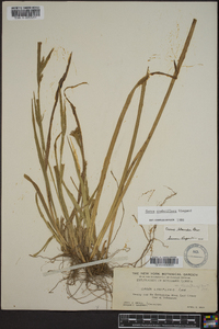 Carex crebriflora image