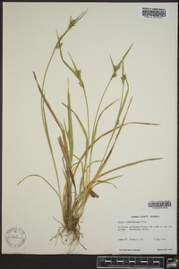 Carex crebriflora image