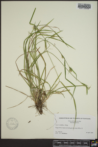 Carex crebriflora image