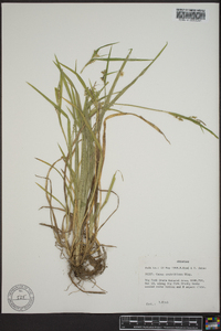 Carex crebriflora image