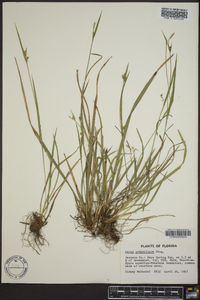 Carex crebriflora image