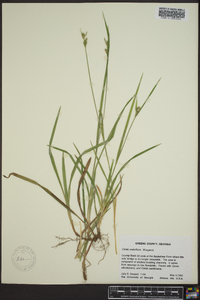 Carex crebriflora image