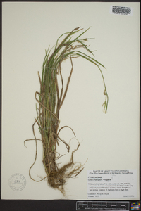 Carex crebriflora image