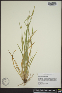 Carex crebriflora image