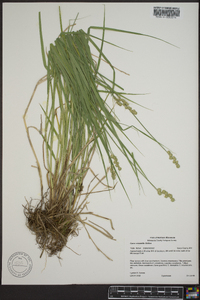 Carex cristatella image