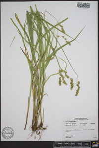 Carex cristatella image