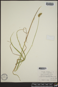 Carex cristatella image