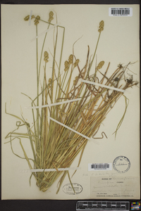 Carex cristatella image