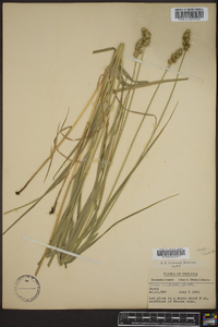 Carex cristatella image