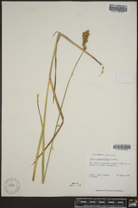 Carex cristatella image