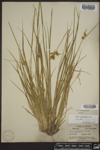 Carex cryptolepis image