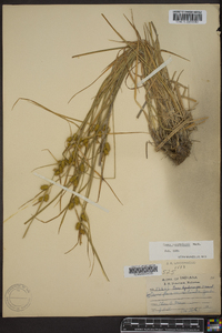 Carex cryptolepis image