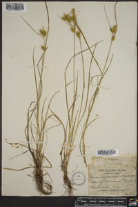 Carex cryptolepis image