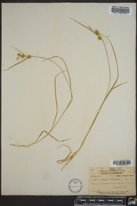 Carex cryptolepis image