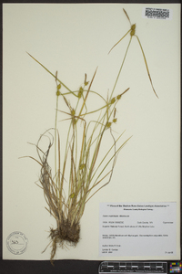 Carex cryptolepis image