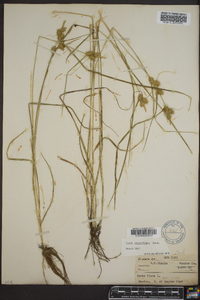 Carex cryptolepis image