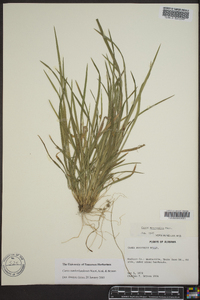 Carex cumberlandensis image