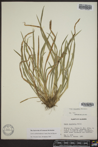 Carex cumberlandensis image