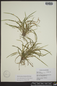 Carex cumberlandensis image