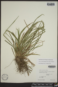 Carex cumberlandensis image