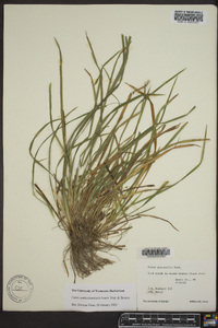 Carex cumberlandensis image