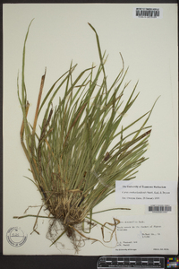 Carex cumberlandensis image