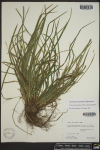 Carex cumberlandensis image