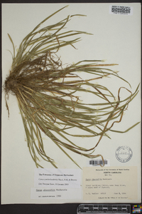 Carex cumberlandensis image