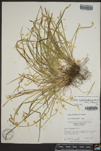 Carex cumberlandensis image