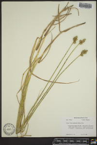 Carex cumulata image