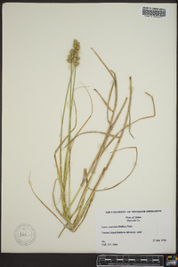 Carex cumulata image