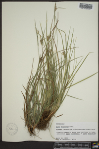 Carex dasycarpa image