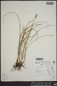 Carex dasycarpa image