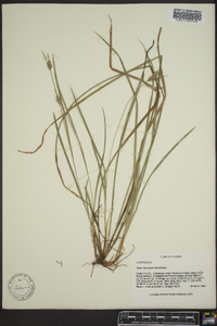 Carex dasycarpa image