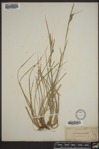 Carex dasycarpa image